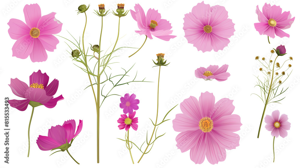 Set of cosmos elements including cosmos flowers, buds, petals, and leaves,