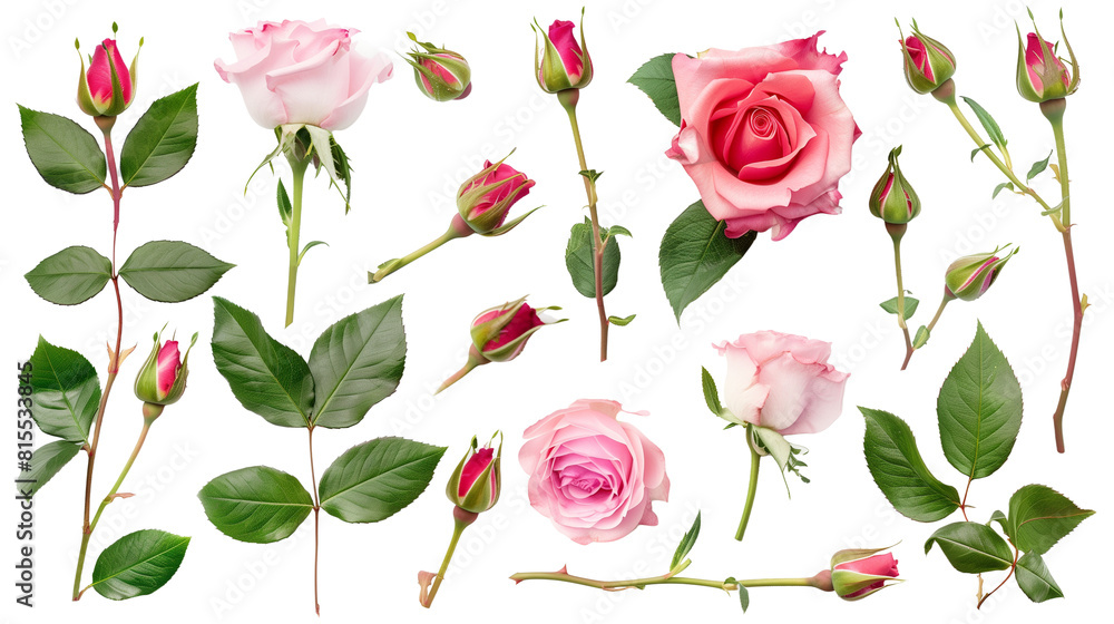Set of top view blooming roses in various stages of opening Set of top view blooming roses in various stages of opening