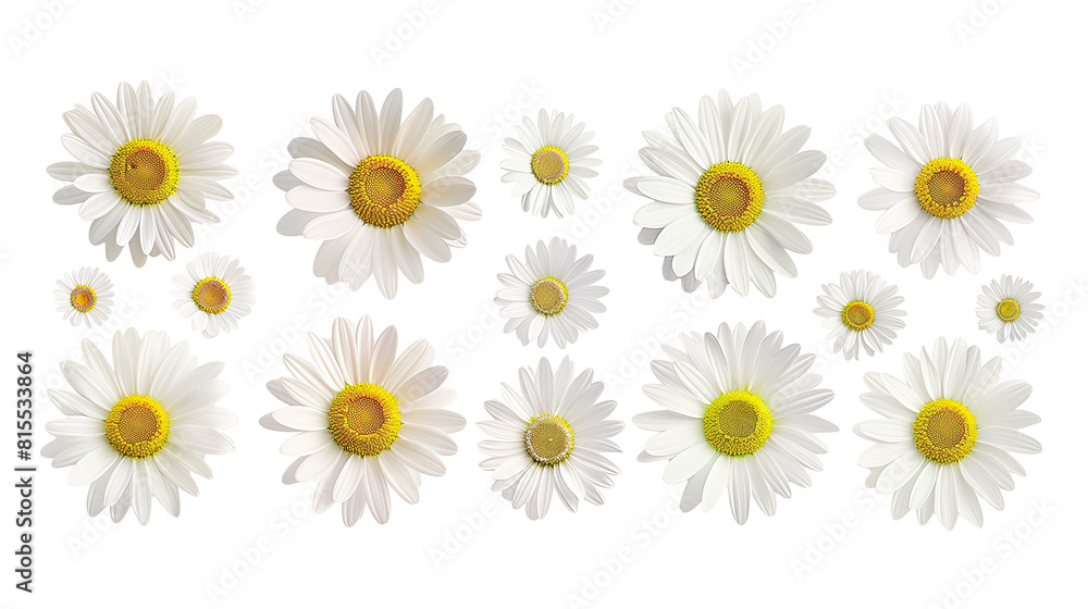 Set of top view blooming daisies, arranged to display a spectrum of sizes and maturity Set of top view blooming daisies, arranged to display a spectrum of sizes and maturity