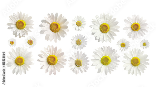 Set of top view blooming daisies, arranged to display a spectrum of sizes and maturity © SRITE KHATUN