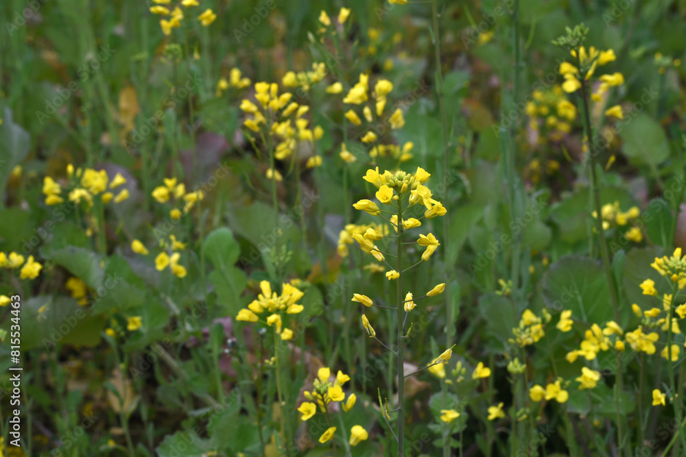 Mustard flower field is full blooming, yellow mustard field landscape industry of agriculture, mustard flowers closeup photo Mustard flower field is full blooming, yellow mustard field landscape industry of agriculture, mustard flowers closeup photo