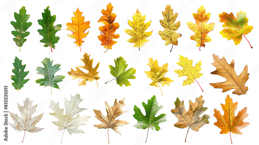 Fototapeta premium Set of oak leaves throughout the seasons, from fresh spring green to autumn gold