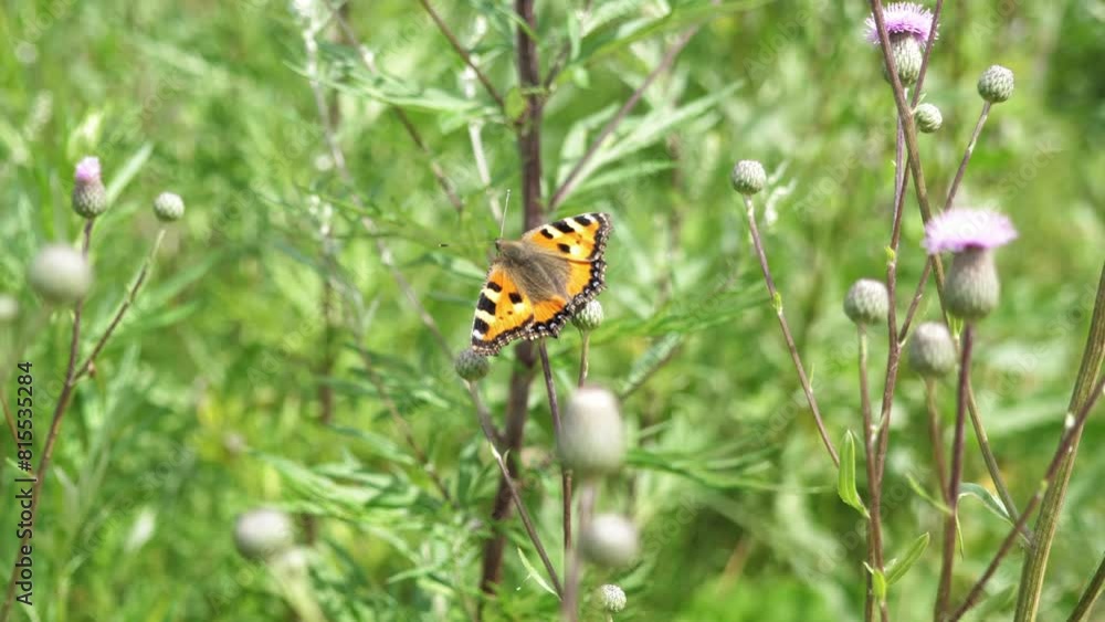 A butterfly in the grass, sunlight and wind. Fresh air, wildlife, ecology. A butterfly in the grass, sunlight and wind. Fresh air, wildlife, ecology.