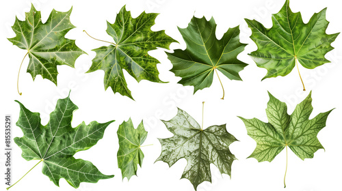 Set of sycamore leaves  displaying broad  lobed leaves with distinct green and mottled patterns