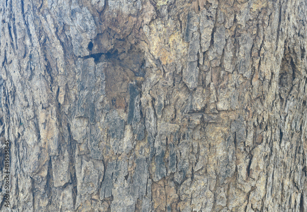 Old tree texture. Bark pattern, For background wood work, Bark of brown hardwood, thick bark hardwood, residential house wood. nature, tree, bark, hardwood, trunk, tree , tree trunk close up texture Old tree texture. Bark pattern, For background wood work, Bark of brown hardwood, thick bark hardwood, residential house wood. nature, tree, bark, hardwood, trunk, tree , tree trunk close up texture