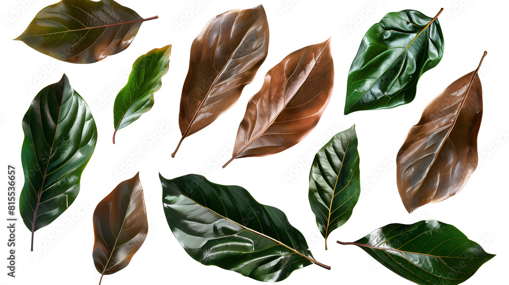 Obraz premium Set of magnolia leaves, capturing their glossy, evergreen quality and contrasting brown undersides, popular for their durability and decorative use