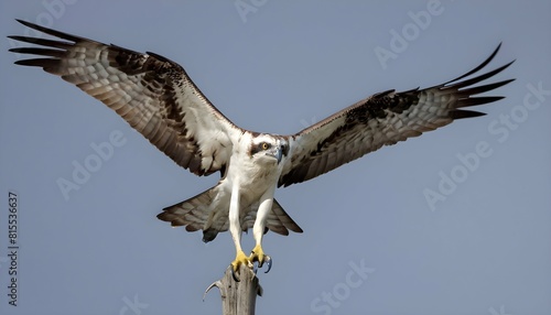 A fierce icon of an osprey with a fish in its talo photo