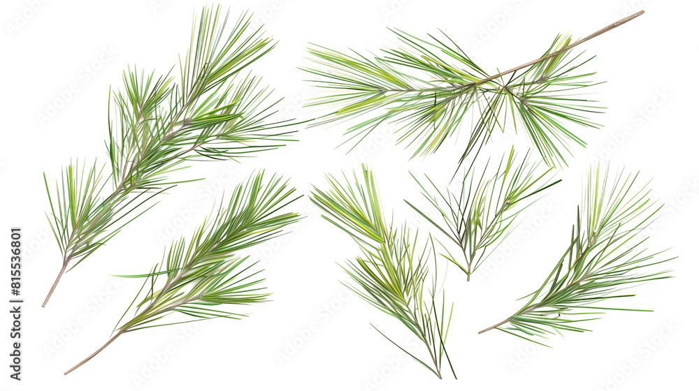 Fototapeta premium Set of pine tree needles, displaying their needle-like shape in bundles, ideal for coniferous forest depictions