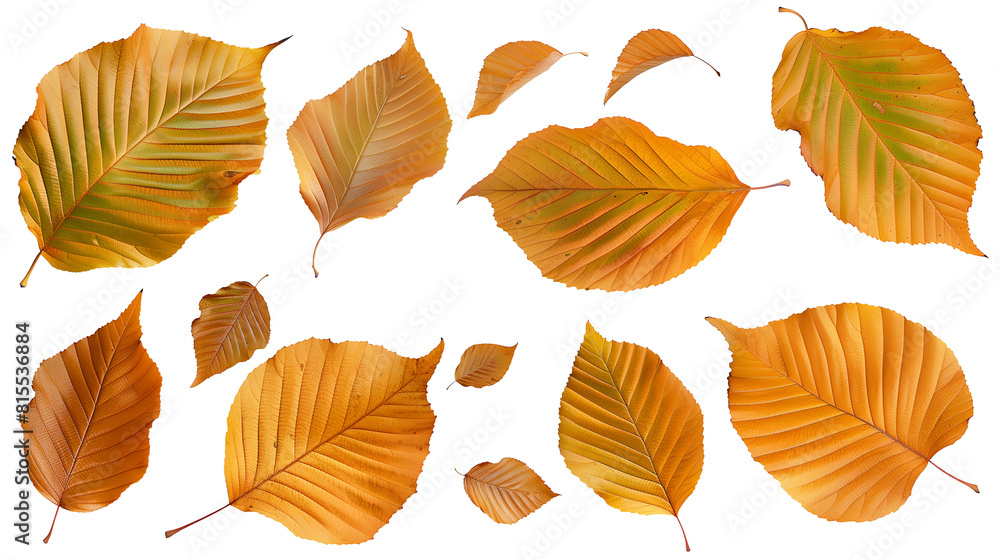 Obraz premium Set of beech tree leaves, featuring their smooth edges and elegant elliptical shape, transitioning from green to golden in autumn
