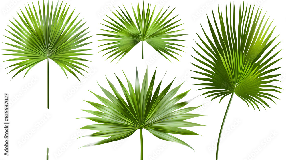 Set of palm tree leaves, showcasing their iconic fan or feather-like shape, perfect for tropical landscapes, Set of palm tree leaves, showcasing their iconic fan or feather-like shape, perfect for tropical landscapes,