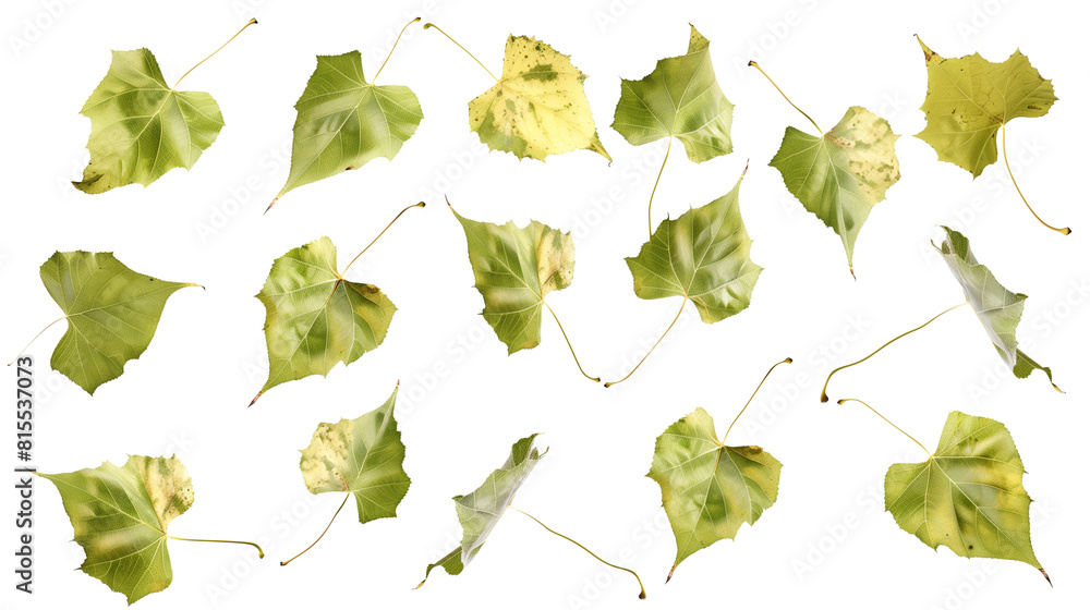 Set of birch tree leaves, highlighting their delicate, heart-shaped leaves that flutter in the slightest breeze, Set of birch tree leaves, highlighting their delicate, heart-shaped leaves that flutter in the slightest breeze,