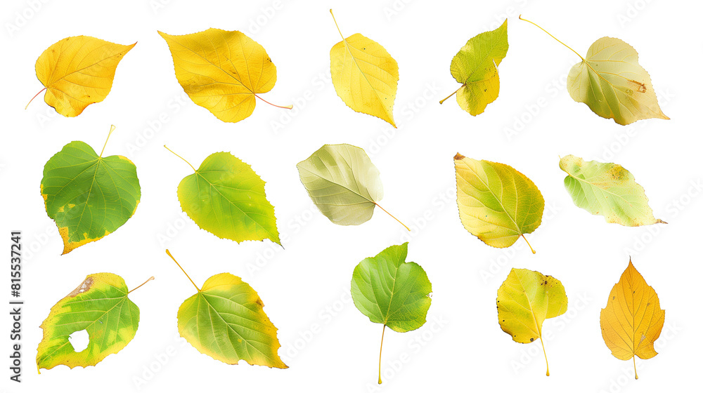 Obraz premium Set of cottonwood tree leaves, noted for their broad, triangular shape and fluttering movement, transitioning from lush green to golden in fall