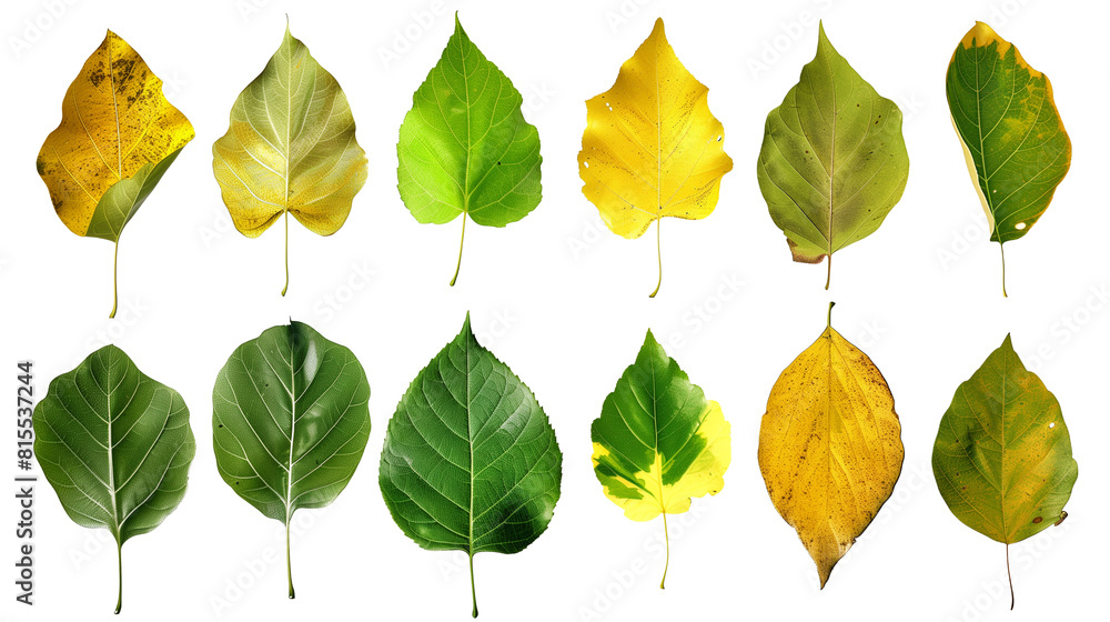 Fototapeta premium Set of cottonwood tree leaves, noted for their broad, triangular shape and fluttering movement, transitioning from lush green to golden in fall
