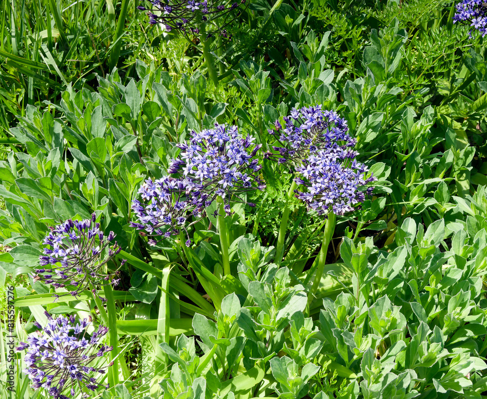 Scilla peruviana | Portuguese squill, mediterranean plant with small ...