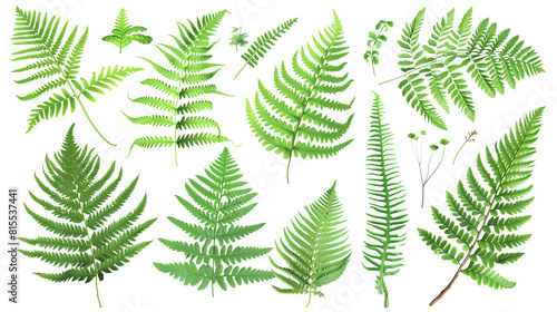 Set of wild fern leaves, showcasing their intricate frond structures, common in shady forest undergrowth, photo