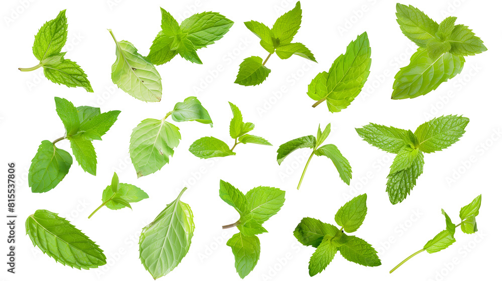 Set of mint leaves, known for their refreshing scent and jagged edges, widely used in drinks and dishes Set of mint leaves, known for their refreshing scent and jagged edges, widely used in drinks and dishes