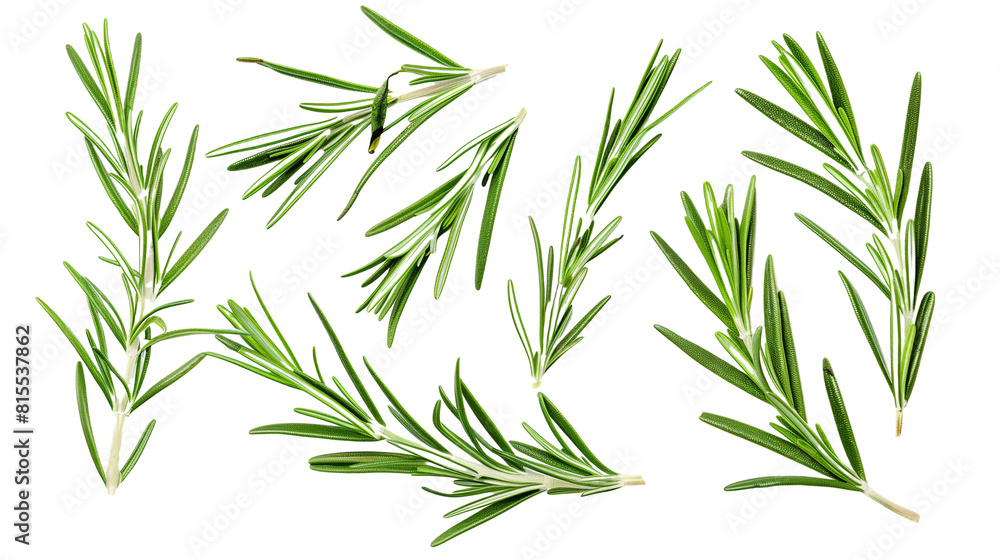 Fototapeta premium Set of rosemary leaves, showcasing their needle-like, fragrant foliage used in cooking and aromatherapy