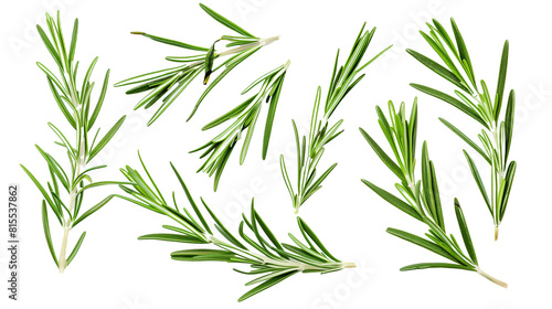 Set of rosemary leaves  showcasing their needle-like  fragrant foliage used in cooking and aromatherapy