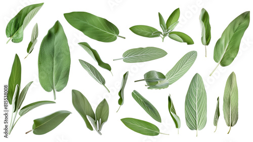 Set of sage leaves, with their soft, silver-green foliage used in culinary dishes and cleansing rituals photo