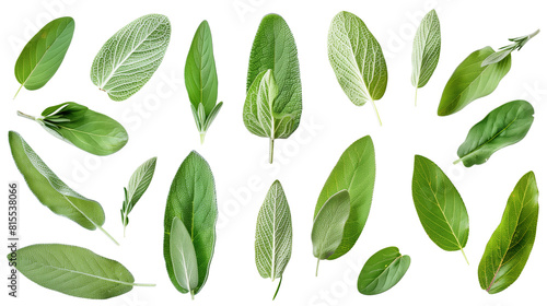 Set of sage leaves, with their soft, silver-green foliage used in culinary dishes and cleansing rituals photo
