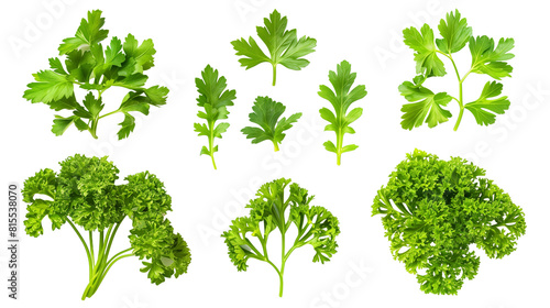Set of parsley leaves, displaying their vibrant green, curly or flat varieties widely used as a garnish and flavoring herb