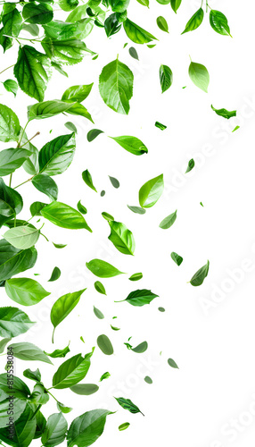 Vividly flying in the air green tea leaves isolated on white background