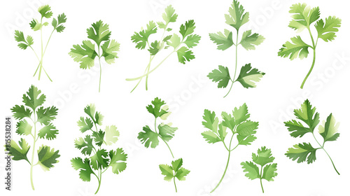 Set of cilantro leaves, featuring their delicate, lacy green leaves commonly used in global cuisines © SRITE KHATUN