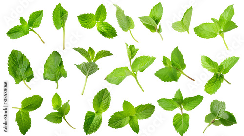 Set of spearmint leaves, showcasing their bright green, sharply serrated leaves that are favored in culinary and medicinal uses,