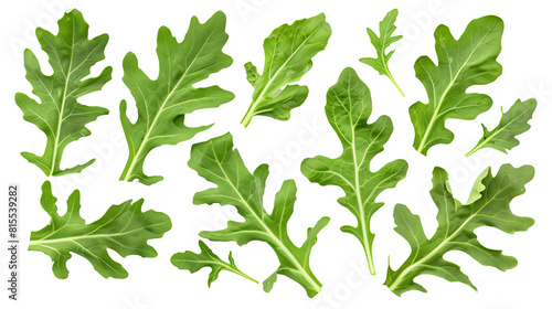 Set of arugula leaves  showing their deep green  lobed leaves with a peppery flavor  popular in salads and as a garnish 