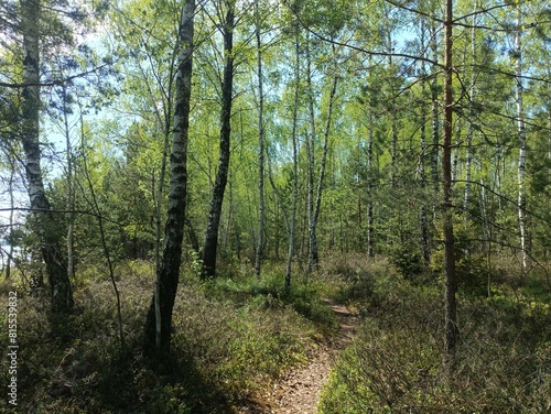 Rekyva forest during sunny summer day. Pine and birch tree woodland. Blueberry bushes are growing in woods. Sunny day. Summer season. Nature. Rekyvos miskas.