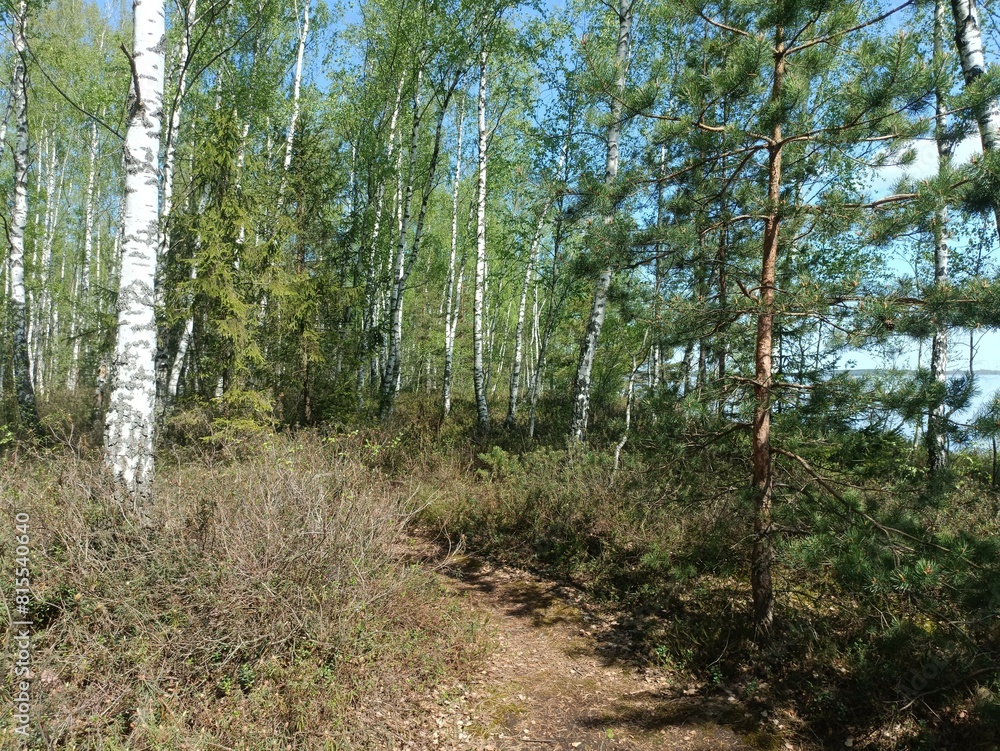 Rekyva forest during sunny summer day. Pine and birch tree woodland. Blueberry bushes are growing in woods. Sunny day. Summer season. Nature. Rekyvos miskas. Rekyva forest during sunny summer day. Pine and birch tree woodland. Blueberry bushes are growing in woods. Sunny day. Summer season. Nature. Rekyvos miskas.
