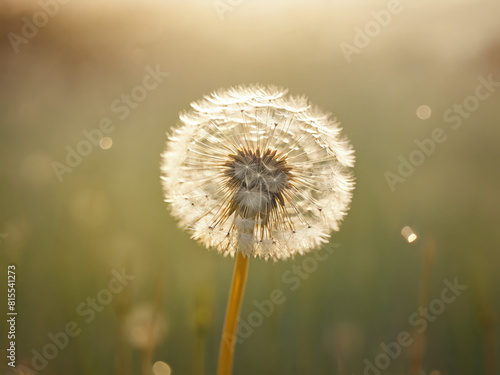 Gently drifting dandelion seeds wispy delicate details soft muted earth tones dreamy blurred focus warm