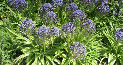 Portuguese squill or Hyacinth-of-Peru (Scilla peruviana) Decorative starry violet blue flowers in conical clusters above basal rosettes of lance-shaped green leaves
 photo