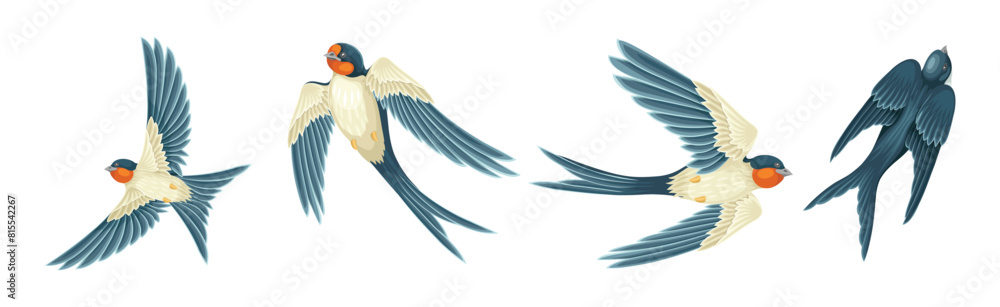 Swallow or Martin Passerine Bird with Long Tail and Pointed Wings Flying and Gliding Vector Set Swallow or Martin Passerine Bird with Long Tail and Pointed Wings Flying and Gliding Vector Set