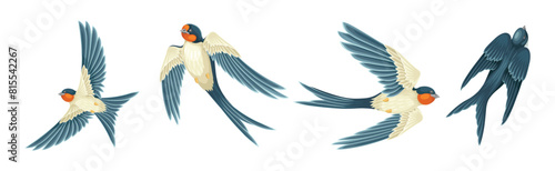 Swallow or Martin Passerine Bird with Long Tail and Pointed Wings Flying and Gliding Vector Set
