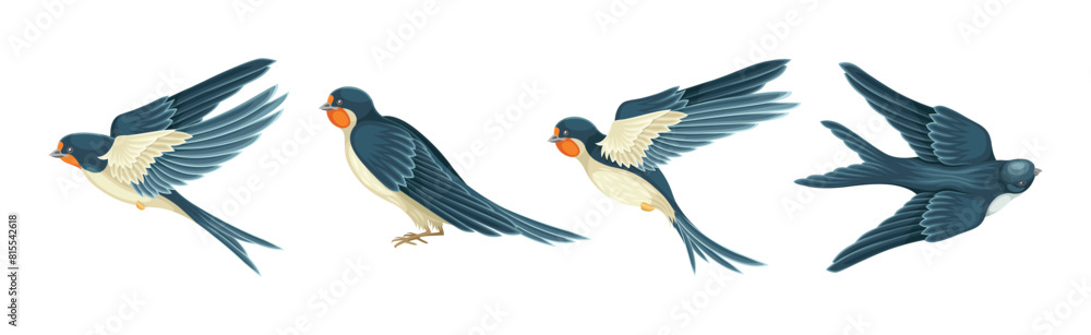 Obraz premium Swallow or Martin Passerine Bird with Long Tail and Pointed Wings Flying and Gliding Vector Set