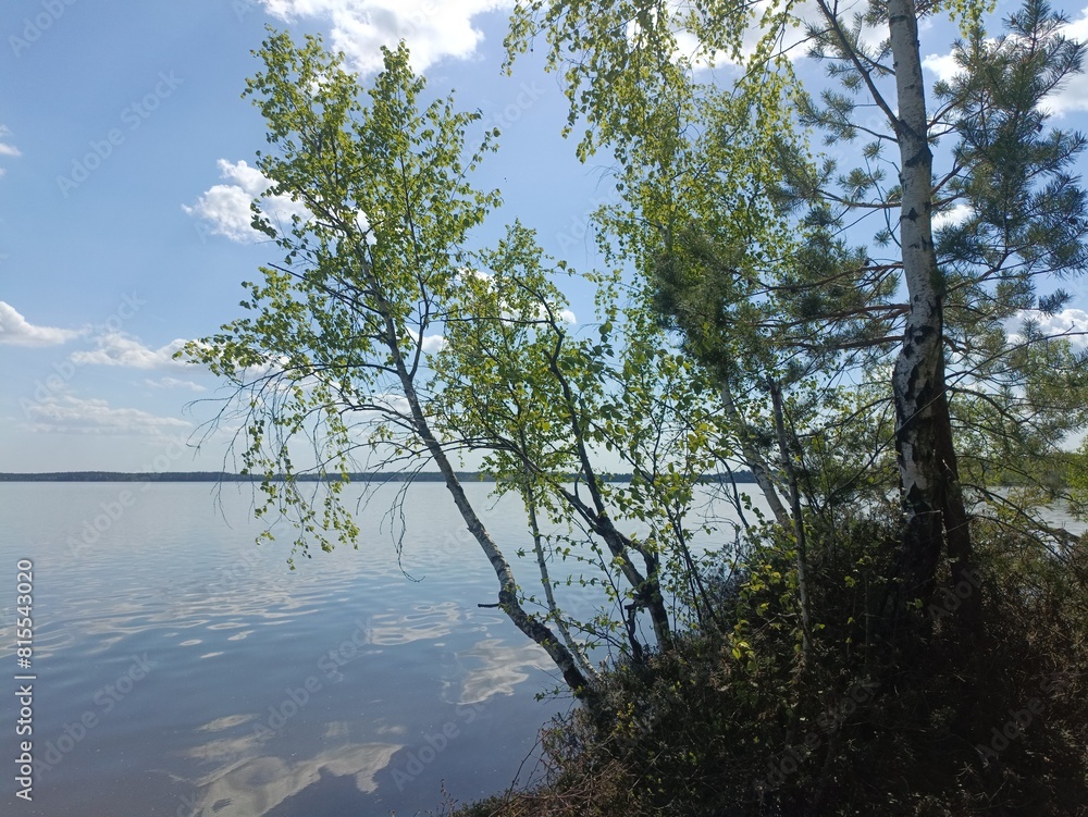 Rekyva forest and lake during sunny summer day. Pine and birch tree woodland. Wavy lake. Bushes and small trees are growing in woods. Sunny day without clouds in blue sky. Nature. Rekyvos miskas. Rekyva forest and lake during sunny summer day. Pine and birch tree woodland. Wavy lake. Bushes and small trees are growing in woods. Sunny day without clouds in blue sky. Nature. Rekyvos miskas.