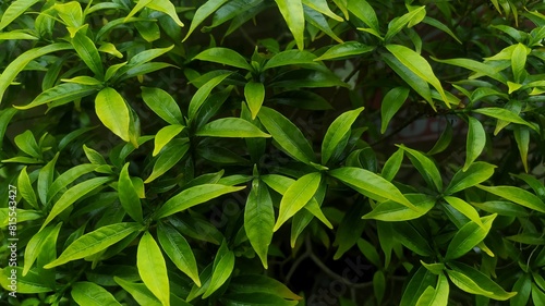 Wallpaper Mural jasmine flower foliage full frame view background Torontodigital.ca