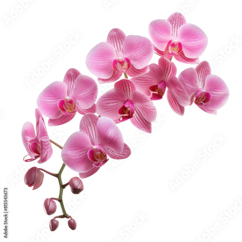 Pink orchid flower isolated on transparent background.