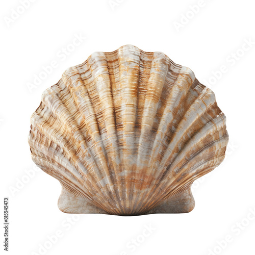 Scallop sea shell isolated on transparent background.
