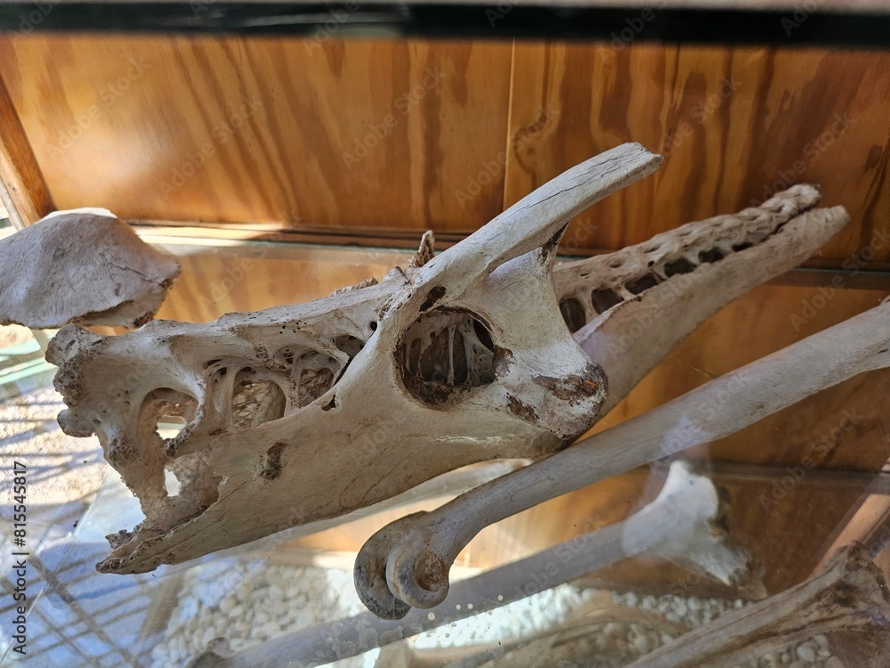 Fototapeta premium Superior view of one ostrich skull. Skeleton display education of zoology and osteology