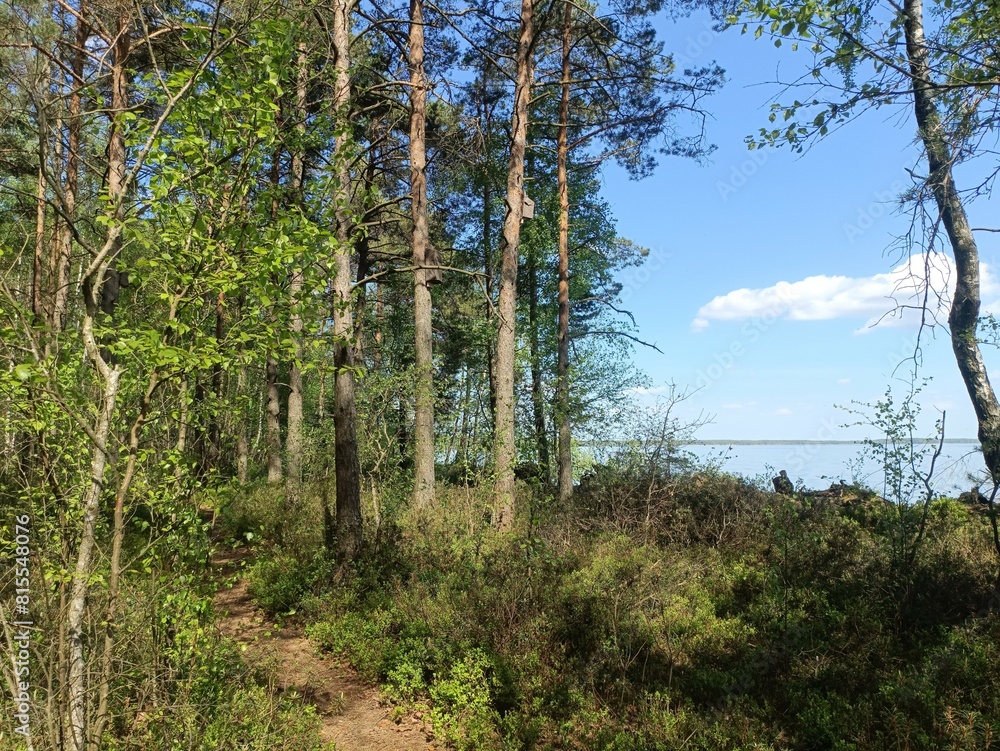 Rekyva forest and lake during sunny summer day. Pine and birch tree woodland. Wavy lake. Bushes and small trees are growing in woods. Sunny day without clouds in blue sky. Nature. Rekyvos miskas. Rekyva forest and lake during sunny summer day. Pine and birch tree woodland. Wavy lake. Bushes and small trees are growing in woods. Sunny day without clouds in blue sky. Nature. Rekyvos miskas.
