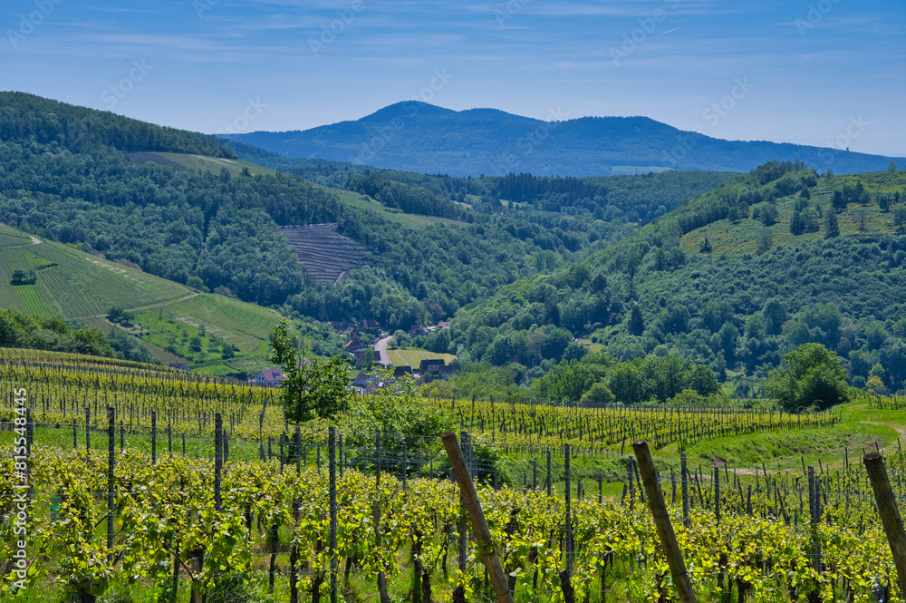 Fototapeta premium Frühling im Val de vilé im Elsass