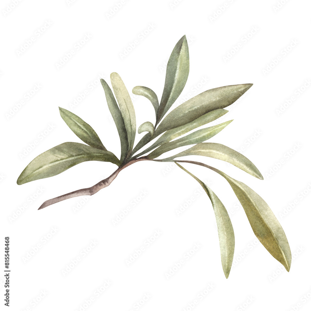 Olive branch, no fruit with green leaves Watercolor botanical floral clipart, hand drawn leaf illustration for food oil label design print, greeting card, trendy invitation Isolated white background. Olive branch, no fruit with green leaves Watercolor botanical floral clipart, hand drawn leaf illustration for food oil label design print, greeting card, trendy invitation Isolated white background.