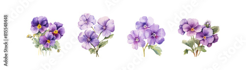 Elegant Watercolor Pansy Flowers in Bloom. Vector illustration design.