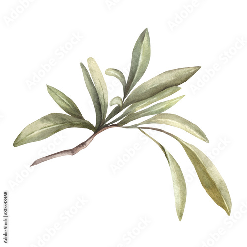 Olive branch, no fruit with green leaves Watercolor botanical floral clipart, hand drawn leaf illustration for food oil label design print, greeting card, trendy invitation Isolated white background. photo
