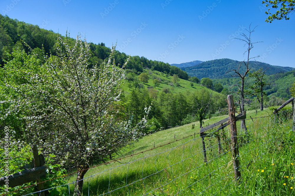 Fototapeta premium Frühling im Val de vilé im Elsass