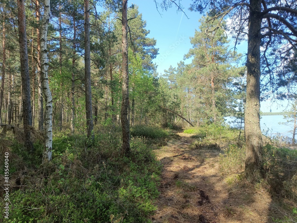 Rekyva forest and lake during sunny summer day. Pine and birch tree woodland. Wavy lake. Bushes and small trees are growing in woods. Sunny day without clouds in blue sky. Nature. Rekyvos miskas. Rekyva forest and lake during sunny summer day. Pine and birch tree woodland. Wavy lake. Bushes and small trees are growing in woods. Sunny day without clouds in blue sky. Nature. Rekyvos miskas.