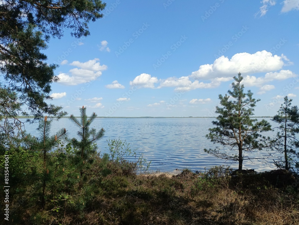 Rekyva forest and lake during sunny summer day. Pine and birch tree woodland. Wavy lake. Bushes and small trees are growing in woods. Sunny day without clouds in blue sky. Nature. Rekyvos miskas. Rekyva forest and lake during sunny summer day. Pine and birch tree woodland. Wavy lake. Bushes and small trees are growing in woods. Sunny day without clouds in blue sky. Nature. Rekyvos miskas.