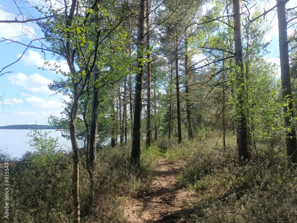 Rekyva forest and lake during sunny summer day. Pine and birch tree woodland. Wavy lake. Bushes and small trees are growing in woods. Sunny day without clouds in blue sky. Nature. Rekyvos miskas. Rekyva forest and lake during sunny summer day. Pine and birch tree woodland. Wavy lake. Bushes and small trees are growing in woods. Sunny day without clouds in blue sky. Nature. Rekyvos miskas.